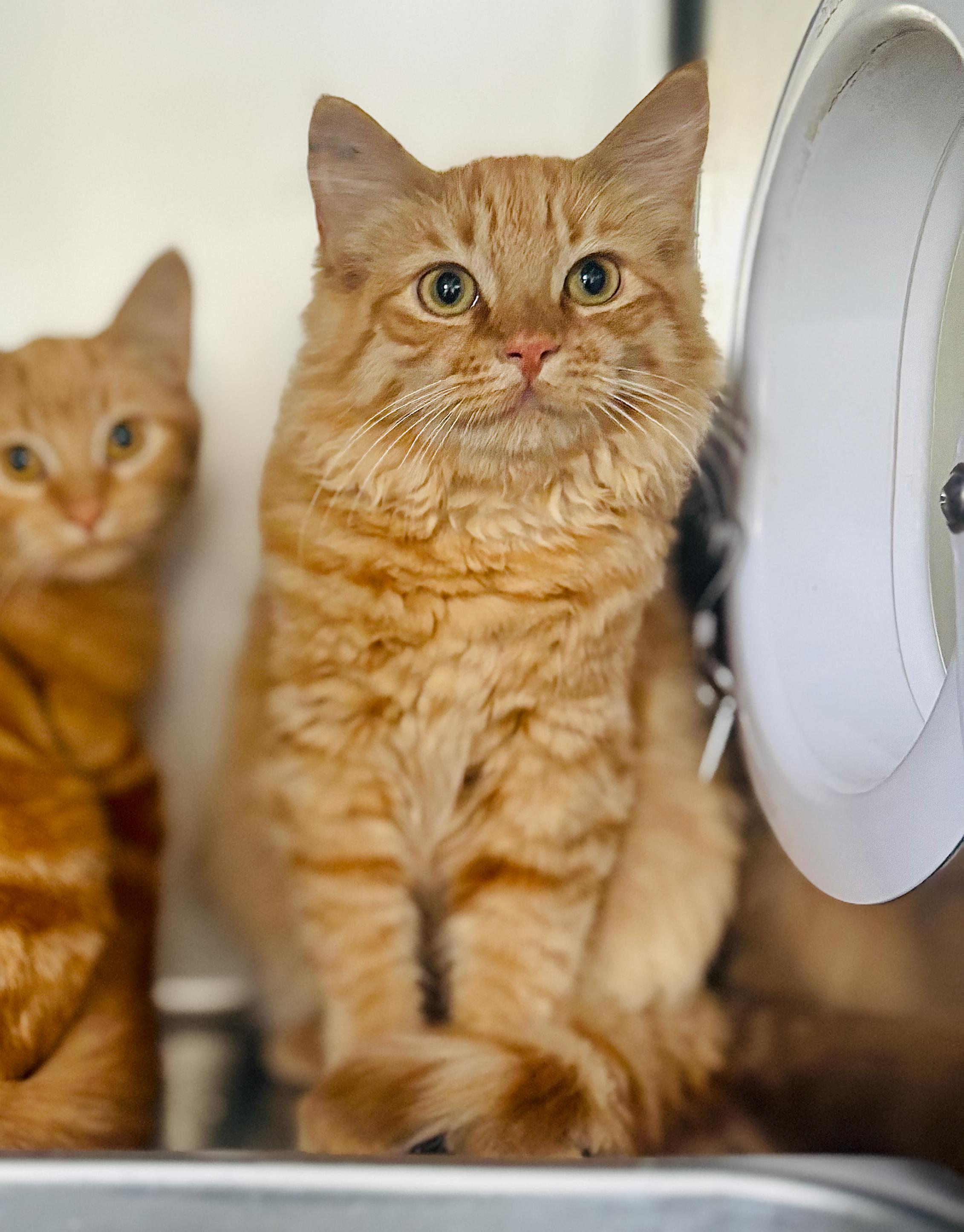 Peanut, Adoptable, Kitten Male Domestic Long Hair.