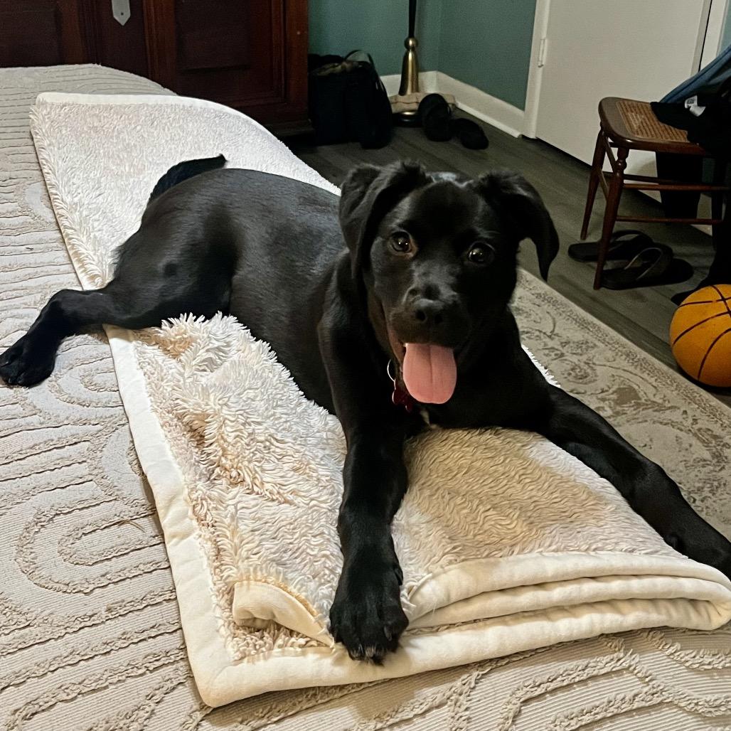 Enlarge Moxie-Pop, a Adoptable mixed breed in Carencro, LA image 1/6