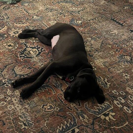 Enlarge Moxie-Pop, a Adoptable mixed breed in Carencro, LA image 2/6