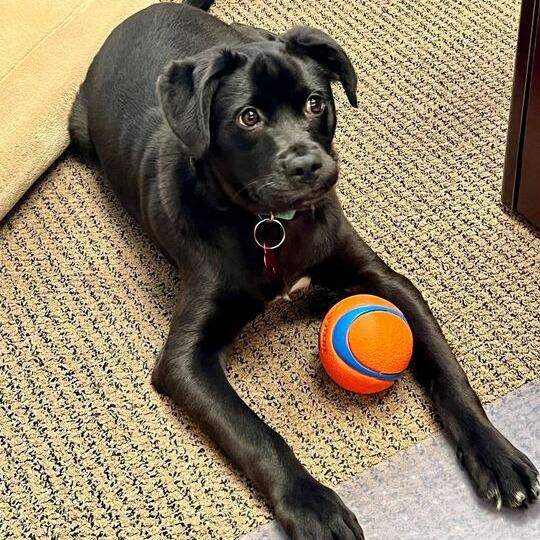 Enlarge Moxie-Pop, a Adoptable mixed breed in Carencro, LA image 3/6