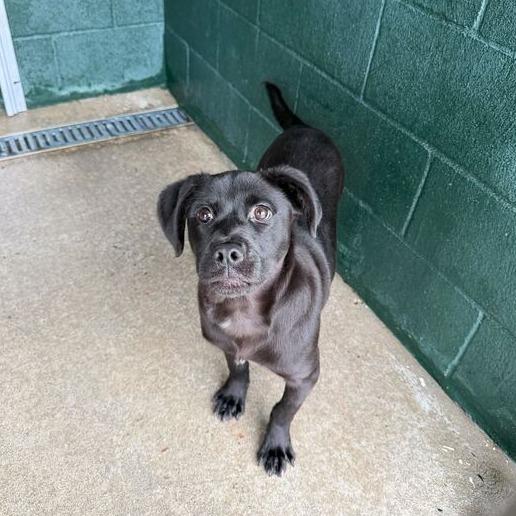 Enlarge Moxie-Pop, a Adoptable mixed breed in Carencro, LA image 4/6