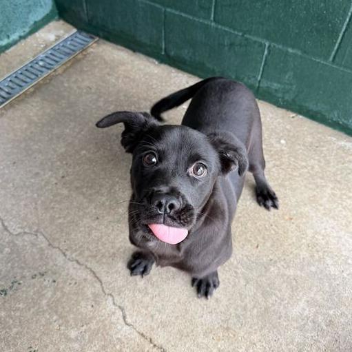 Enlarge Moxie-Pop, a Adoptable mixed breed in Carencro, LA image 5/6