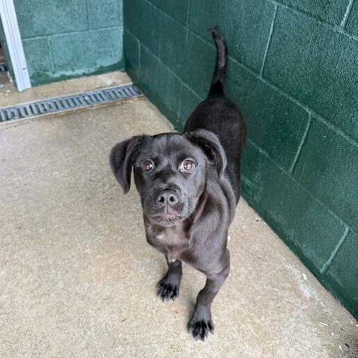 Enlarge Moxie-Pop, a Adoptable mixed breed in Carencro, LA image 6/6