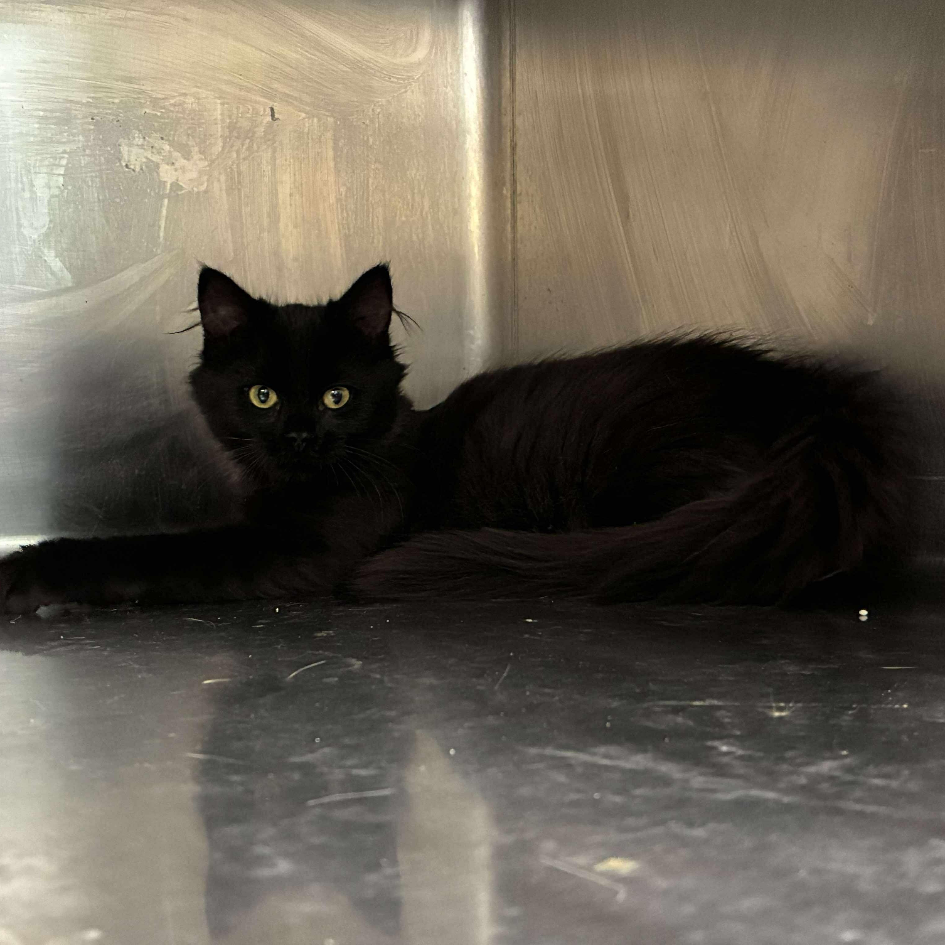 Enlarge Tinkerbell, an adoptable mixed breed in Petersburg, IL image 3/4