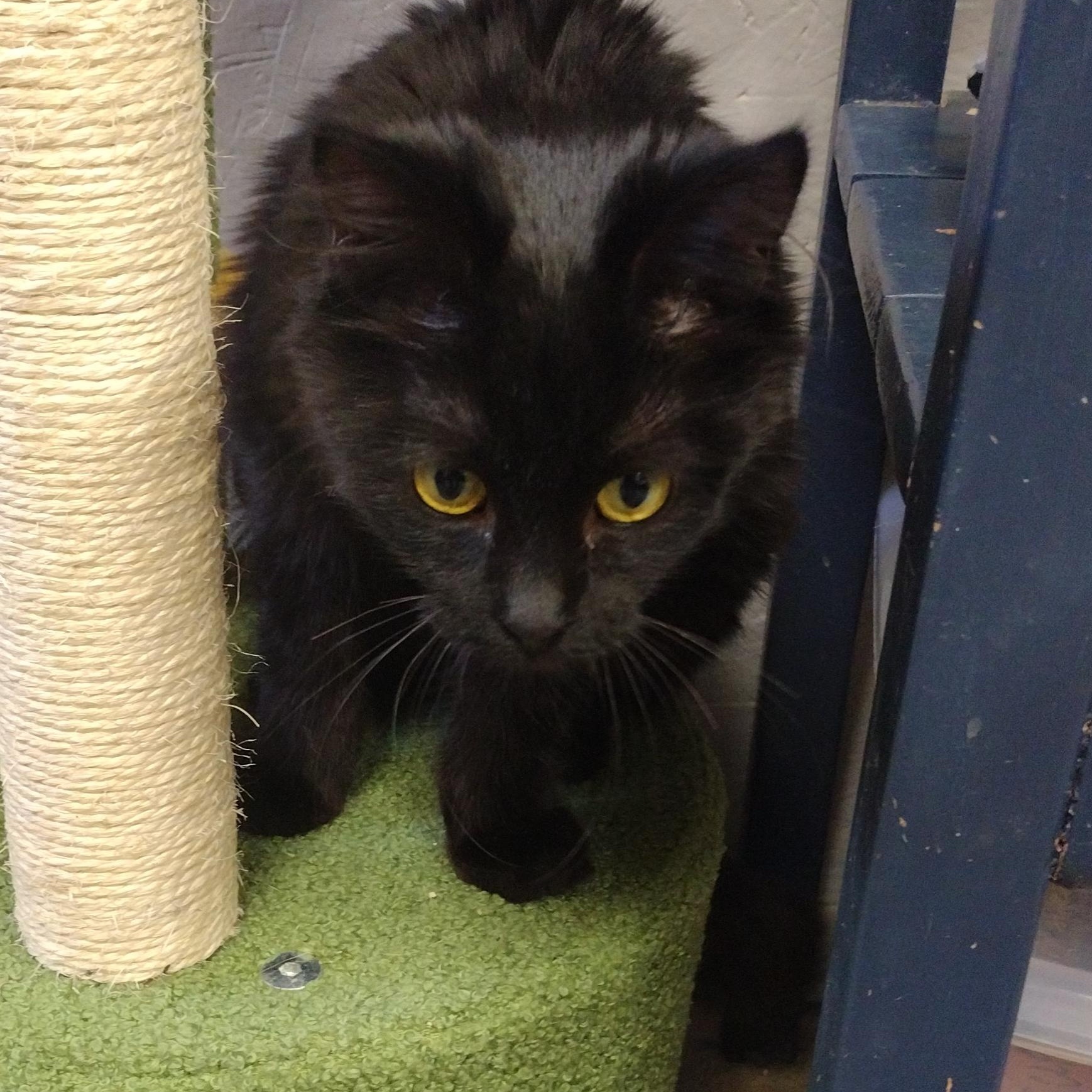 Enlarge Tinkerbell, an adoptable mixed breed in Petersburg, IL image 2/4