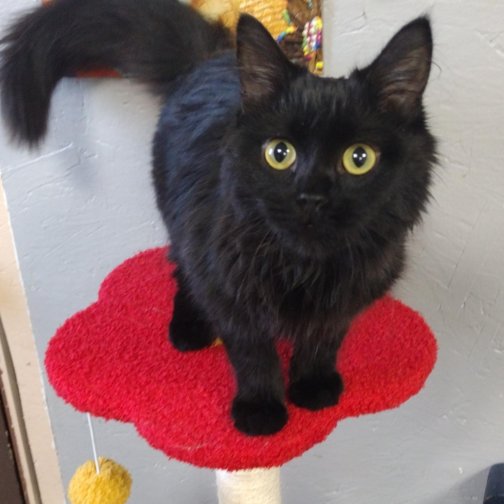 Tinkerbell, adoptable, Kitten Female Domestic Medium Hair.