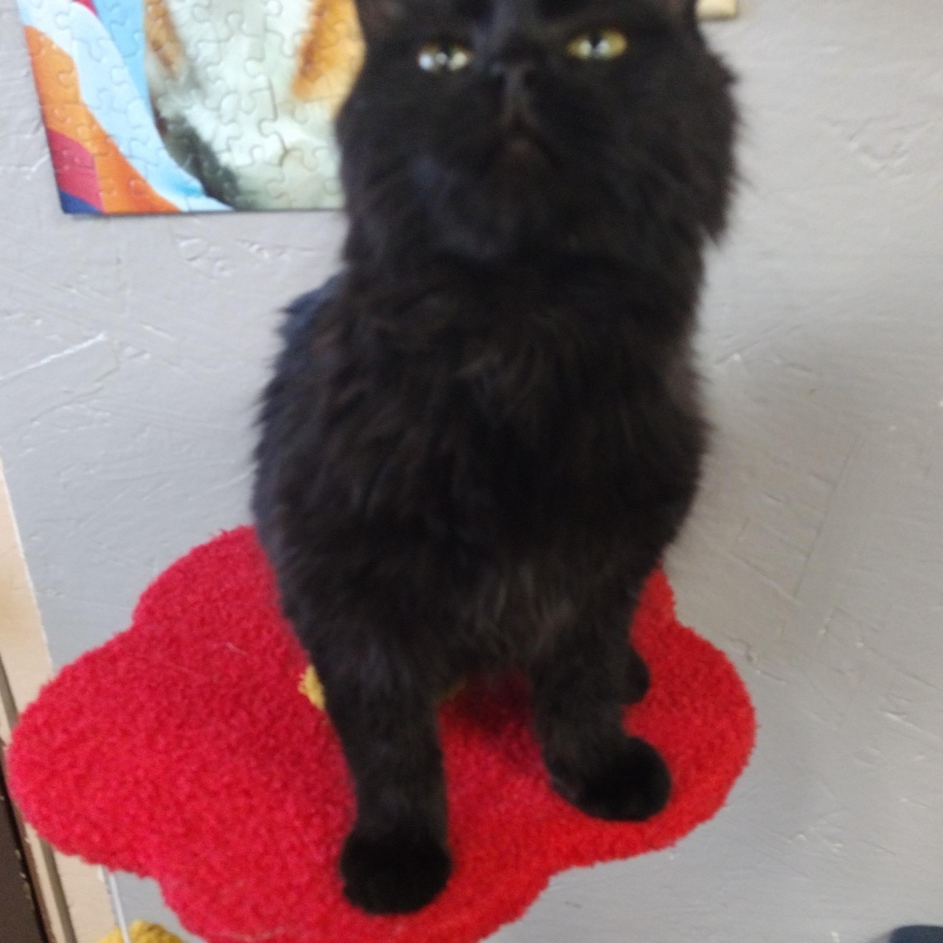 Enlarge Tinkerbell, an adoptable mixed breed in Petersburg, IL image 4/4