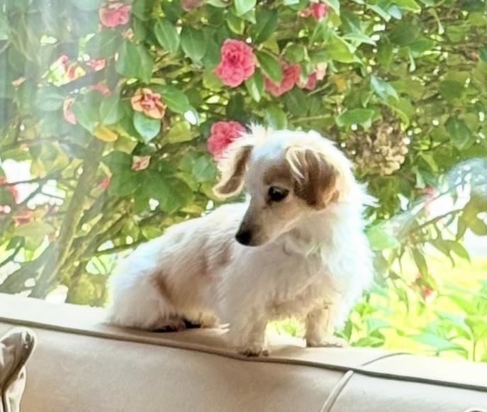 Lucy, adopted, Adult Female Dachshund.