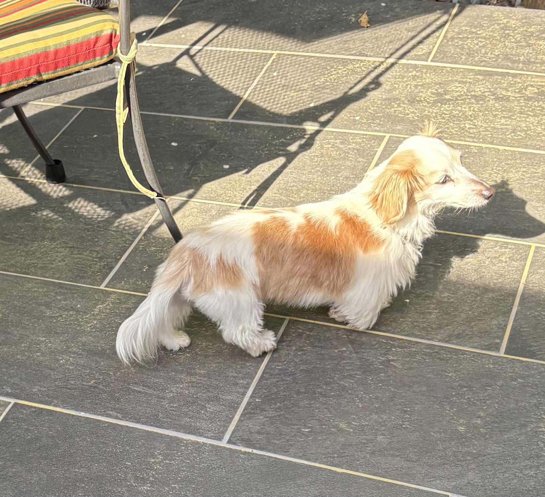 Enlarge Lucy, an adopted mixed breed in Portland, OR image 3/3