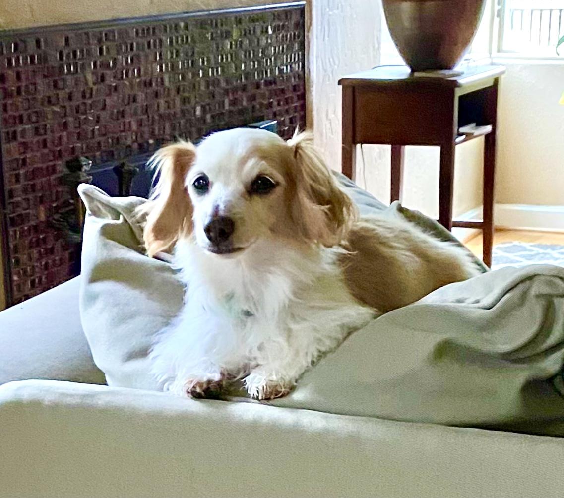 Enlarge Lucy, an adopted mixed breed in Portland, OR image 2/3