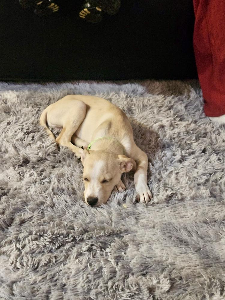 Buddy, Adoptable, Puppy Male Retriever.