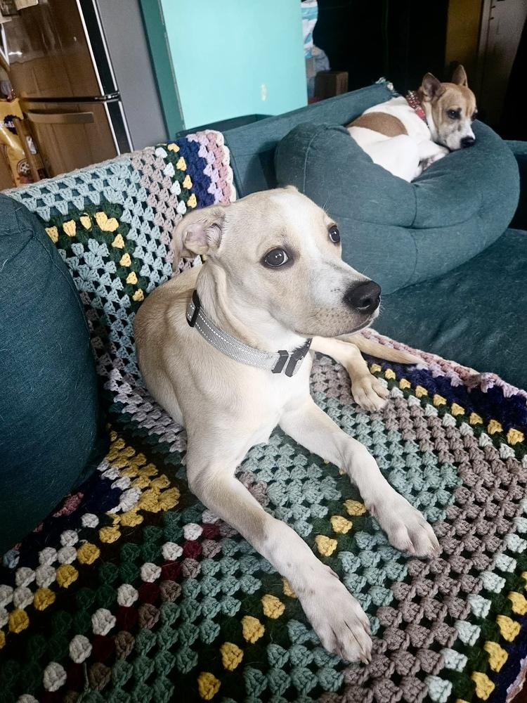 Buddy, Adoptable, Puppy Male Retriever & Retriever.