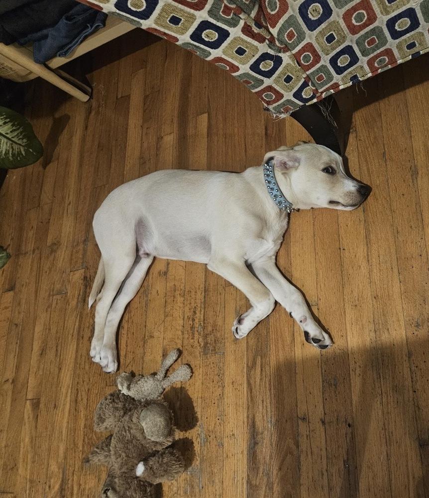 Buddy, Adoptable, Puppy Male Retriever.