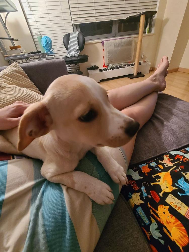 Enlarge Buddy, a Adoptable mixed breed in Valley Stream, NY image 2/6