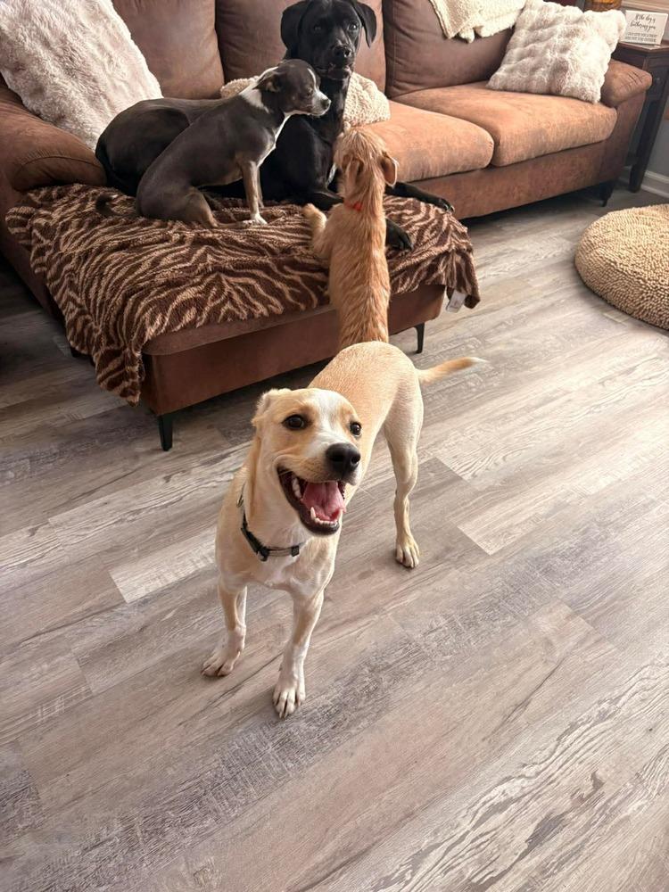 Enlarge Buddy, a Adoptable mixed breed in Valley Stream, NY image 3/6