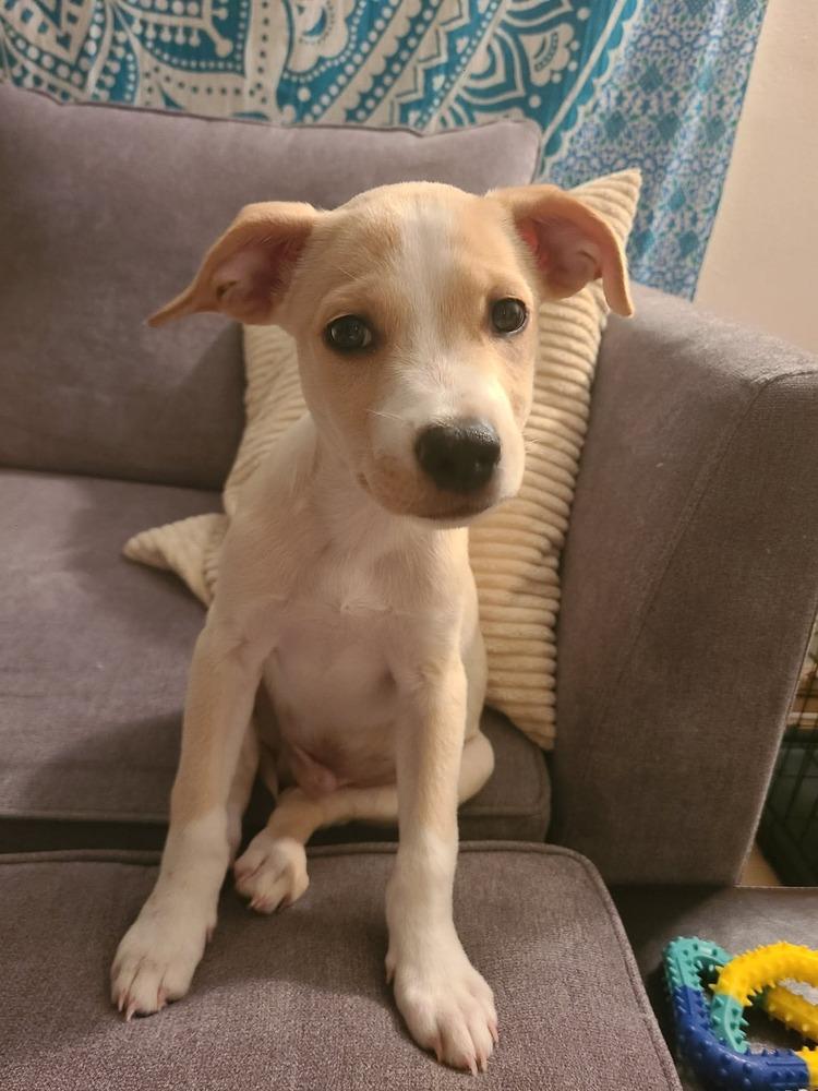 Enlarge Buddy, a Adoptable mixed breed in Valley Stream, NY image 3/6