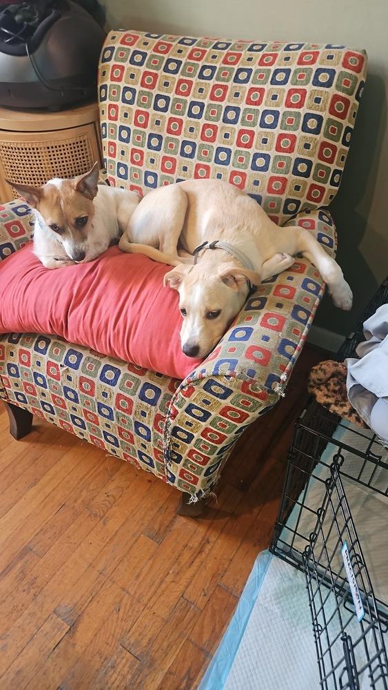 Enlarge Buddy, a Adoptable mixed breed in Valley Stream, NY image 2/6