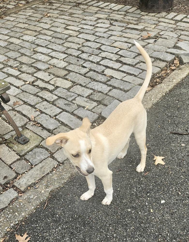 Enlarge Buddy, a Adoptable mixed breed in Valley Stream, NY image 3/6