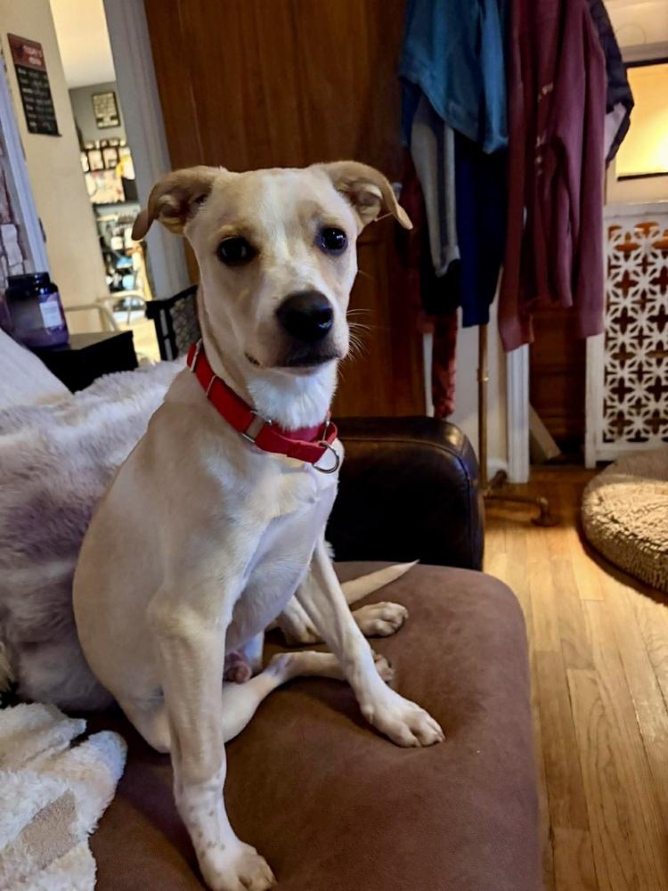 Enlarge Buddy, a Adoptable mixed breed in Valley Stream, NY image 4/6