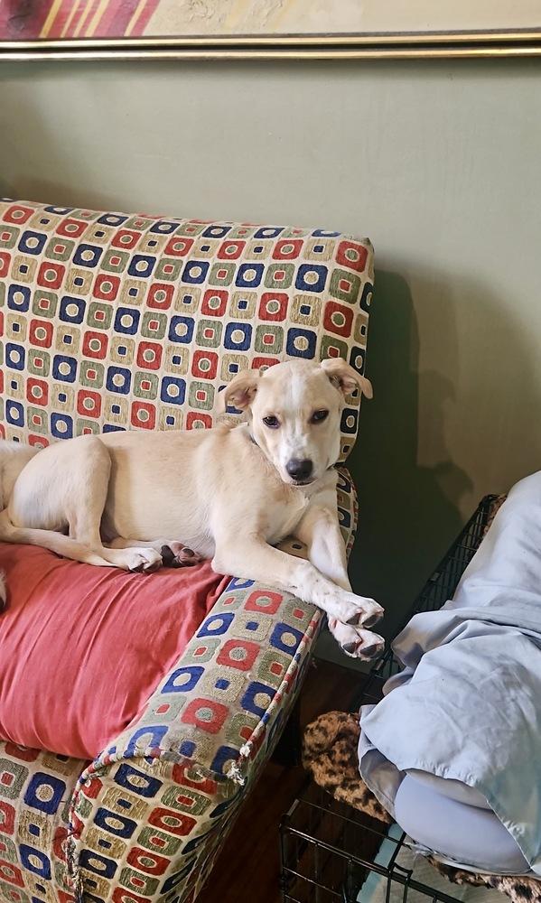 Enlarge Buddy, a Adoptable mixed breed in Valley Stream, NY image 4/6