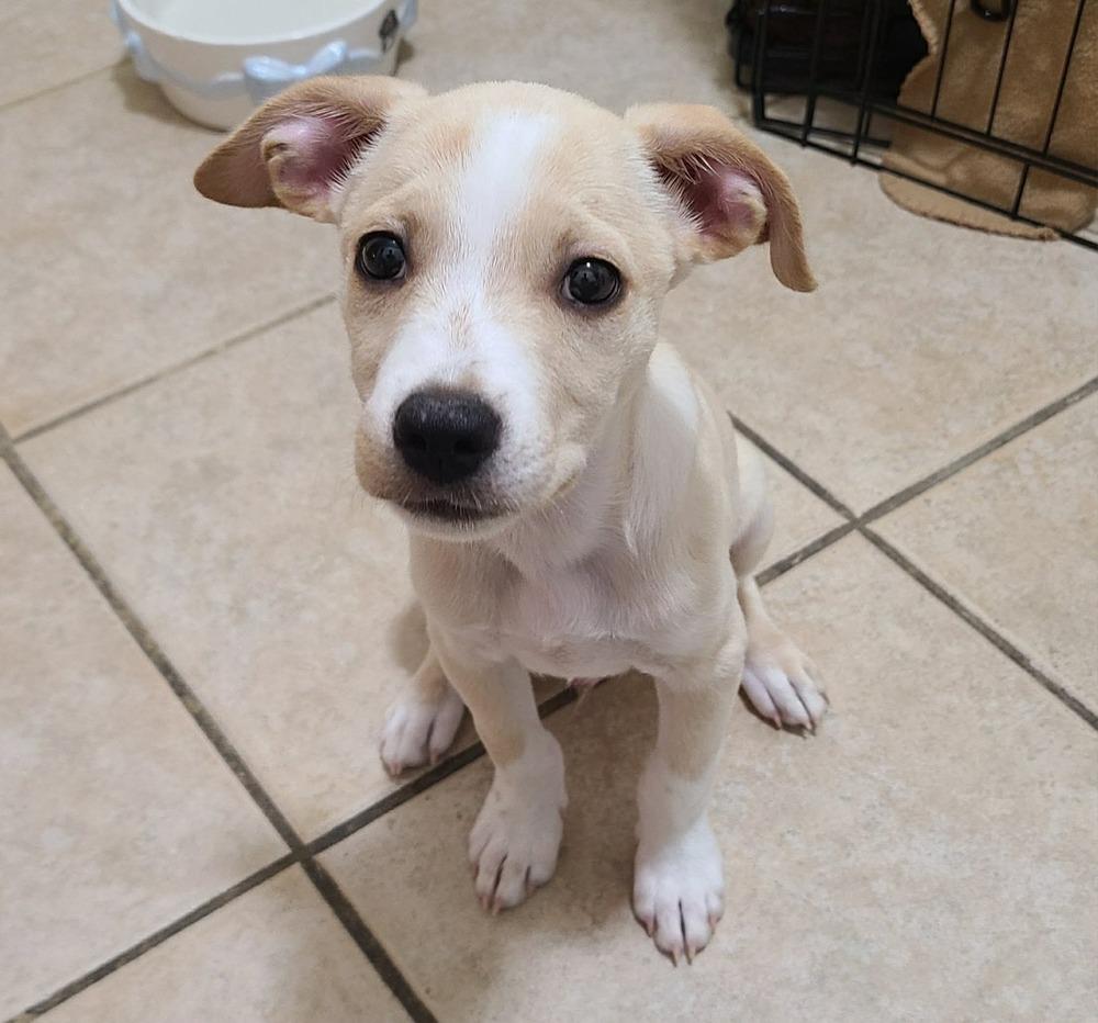 Enlarge Buddy, a Adoptable mixed breed in Valley Stream, NY image 6/6