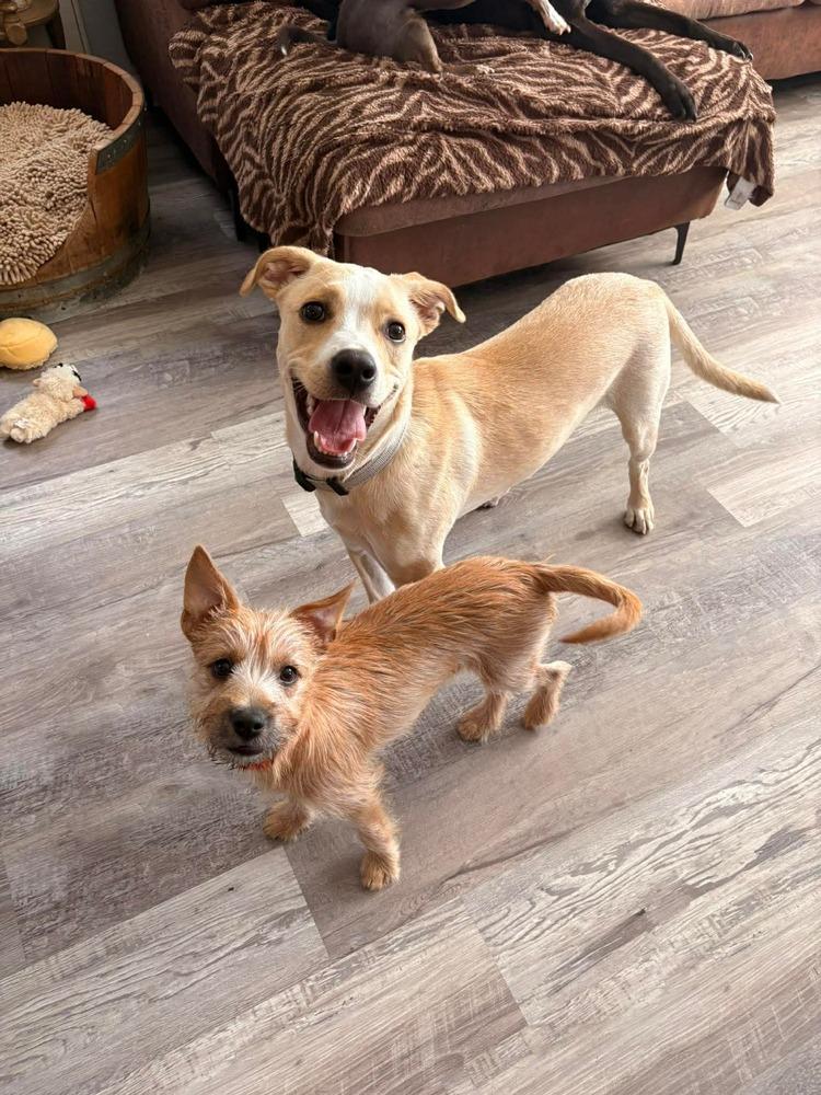 Enlarge Buddy, a Adoptable mixed breed in Valley Stream, NY image 6/6