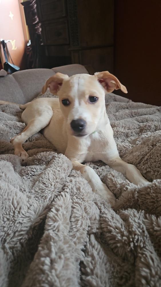 Enlarge Buddy, a Adoptable mixed breed in Valley Stream, NY image 6/6