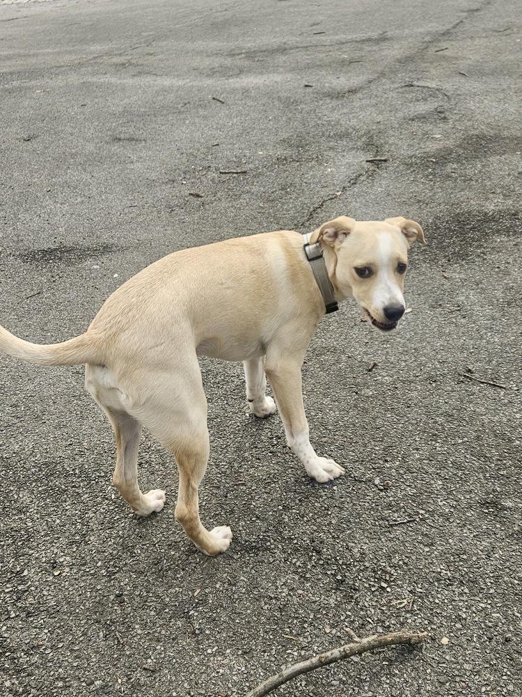 Enlarge Buddy, a Adoptable mixed breed in Valley Stream, NY image 6/6