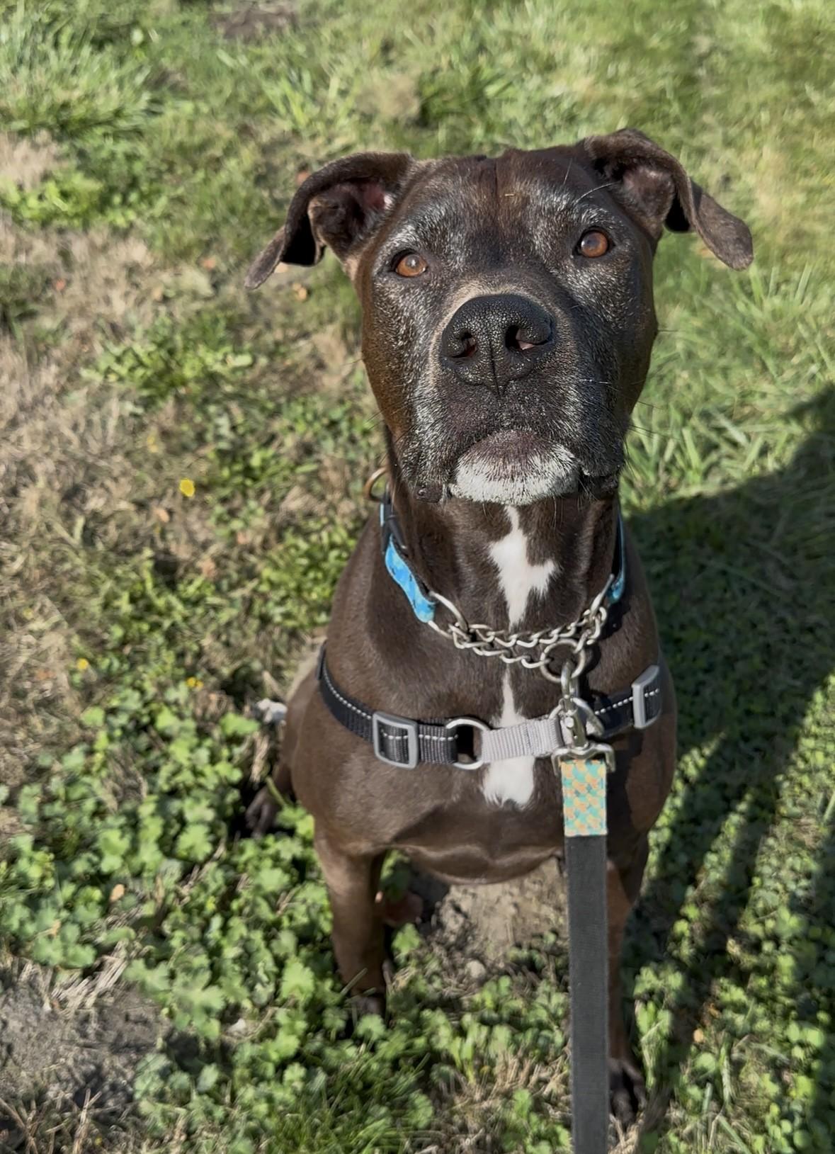 Bear, Adoptable, Senior Male Pit Bull Terrier & Labrador Retriever.