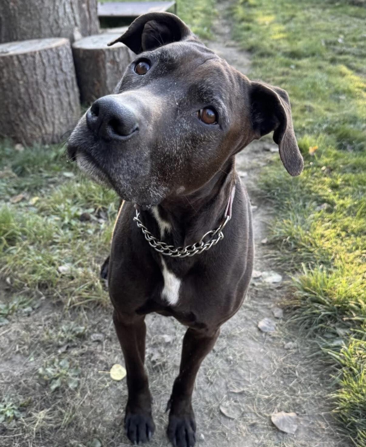 Enlarge Bear, a Adoptable mixed breed in Delta, BC image 2/3