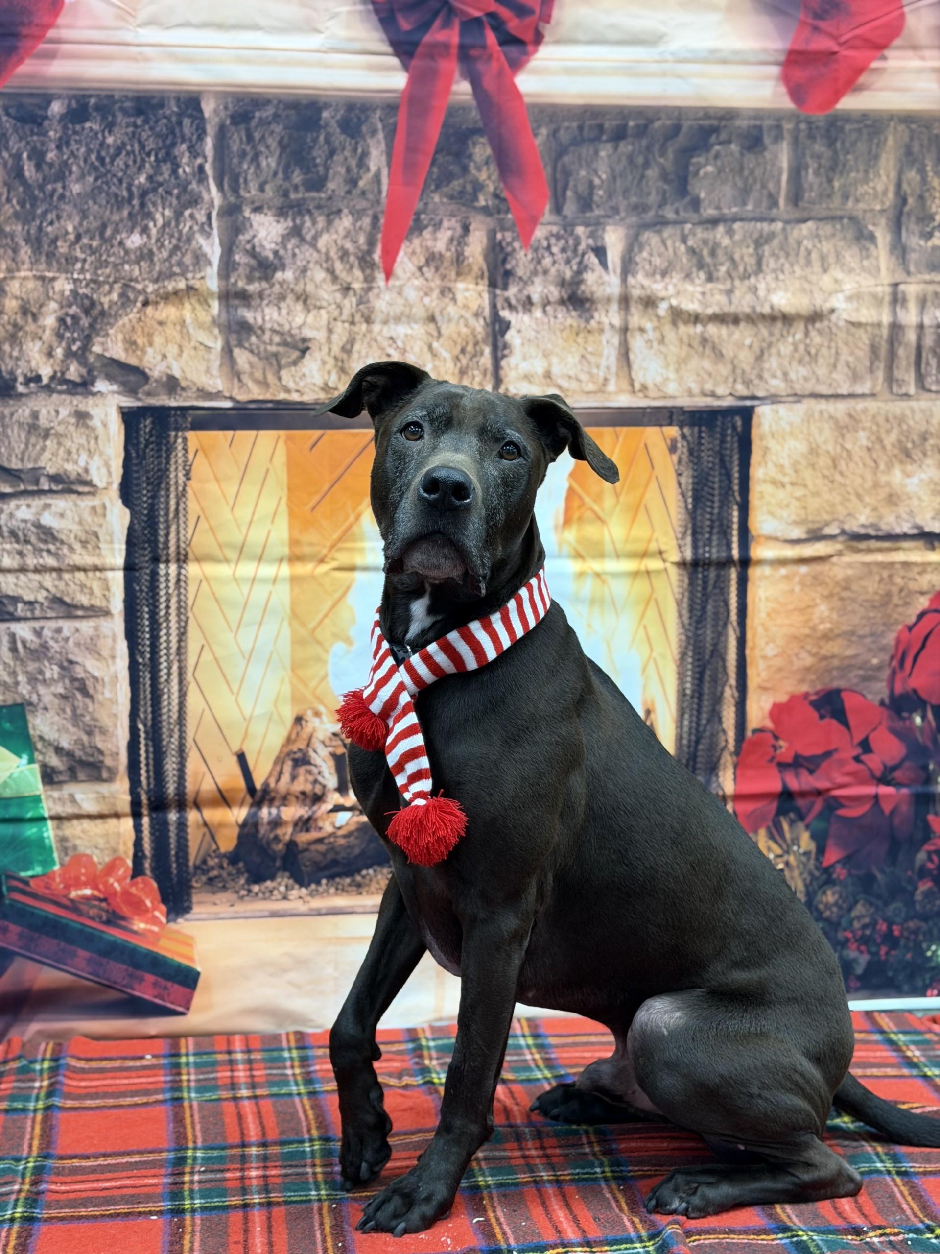 Enlarge Pierre, a Adoptable mixed breed in Delta, BC image 1/4