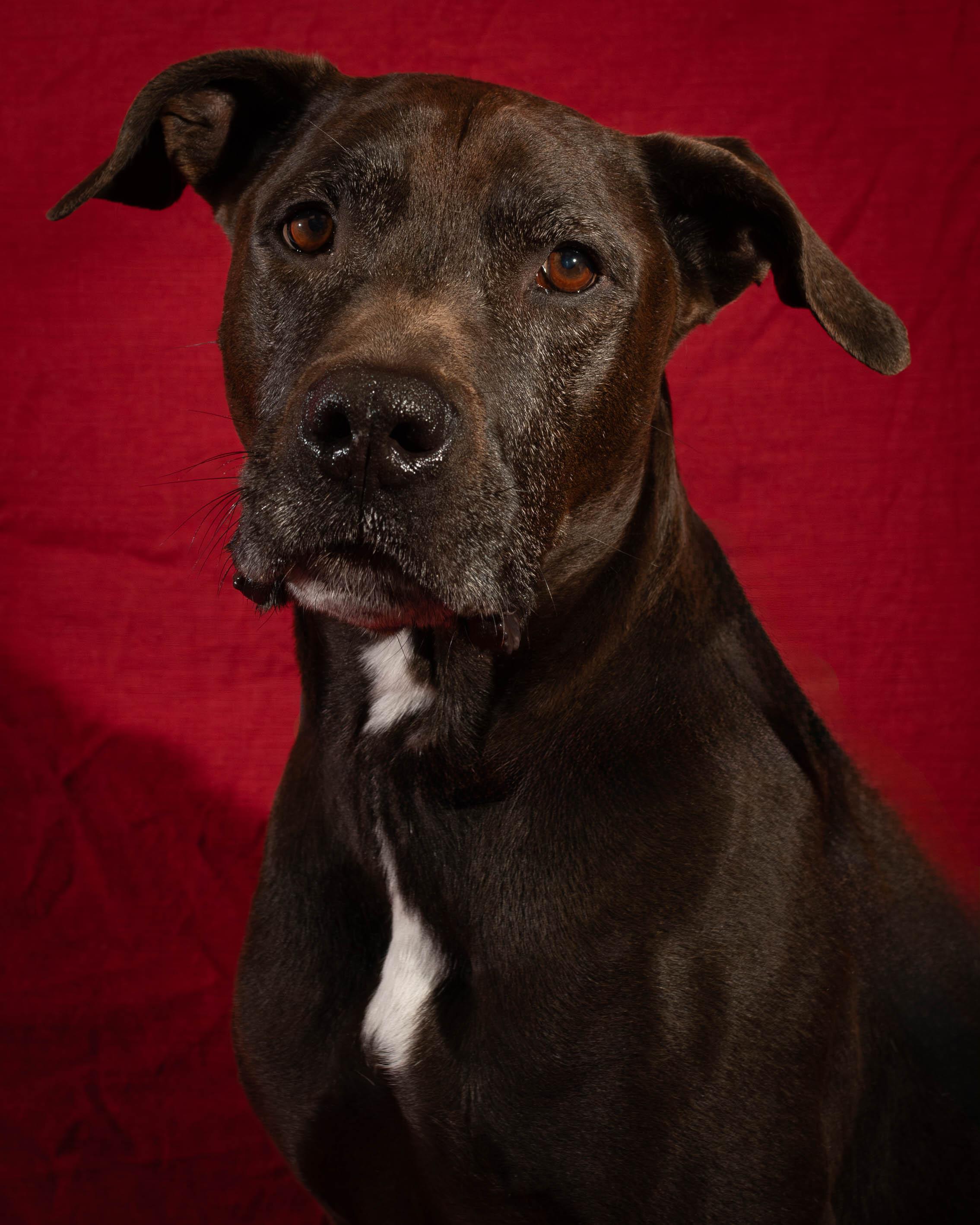 Enlarge Bear, a Adoptable mixed breed in Delta, BC image 3/3