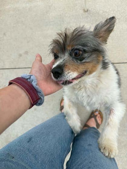 Albert, Adoptable, Senior Male Cavalier King Charles Spaniel.