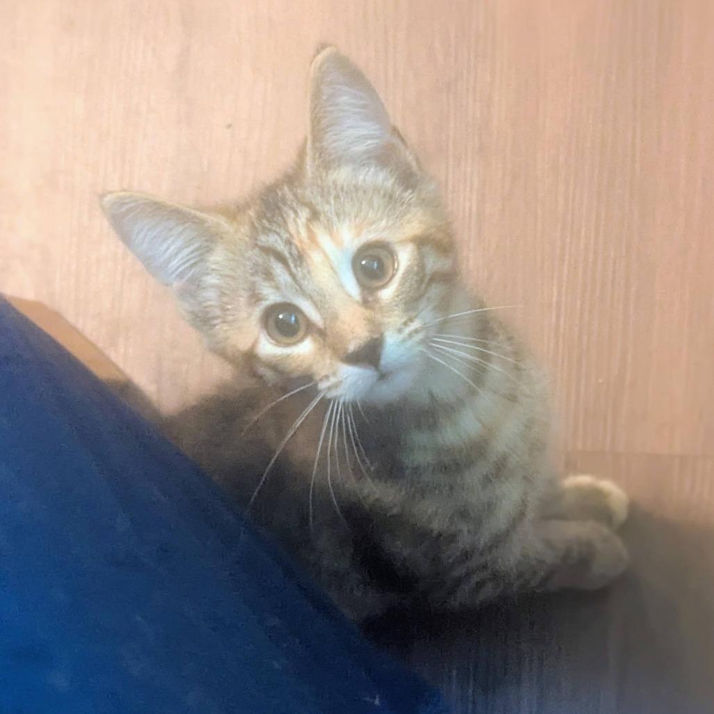 Go Go Juice, Adoptable, Kitten Female Domestic Short Hair.