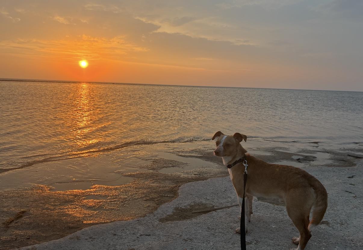 Enlarge Ricco- adoption fee waived, a Adopted Chihuahua in Pigeon, MI image 2/8