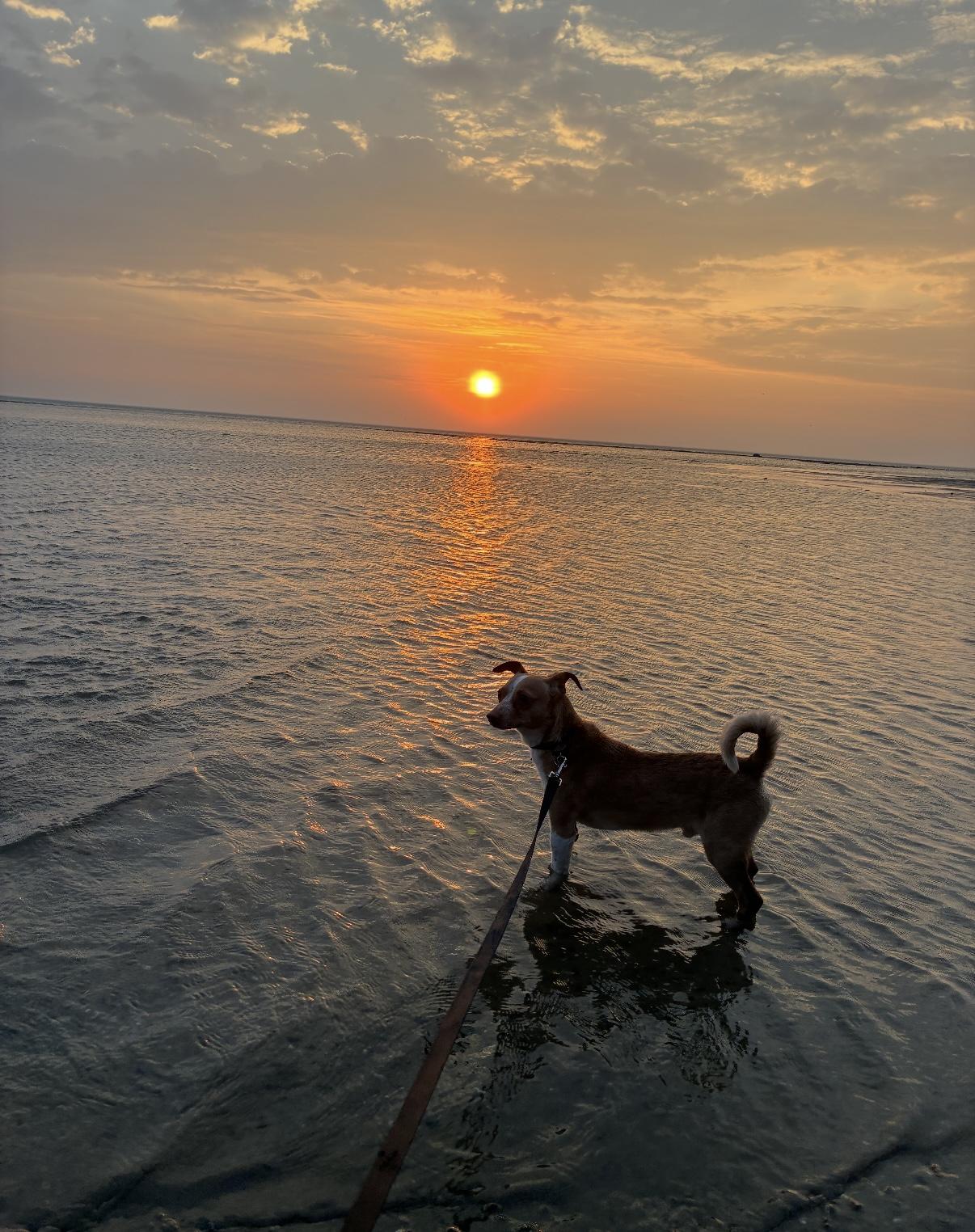 Enlarge Ricco- adoption fee waived, a Adopted Chihuahua in Pigeon, MI image 3/8