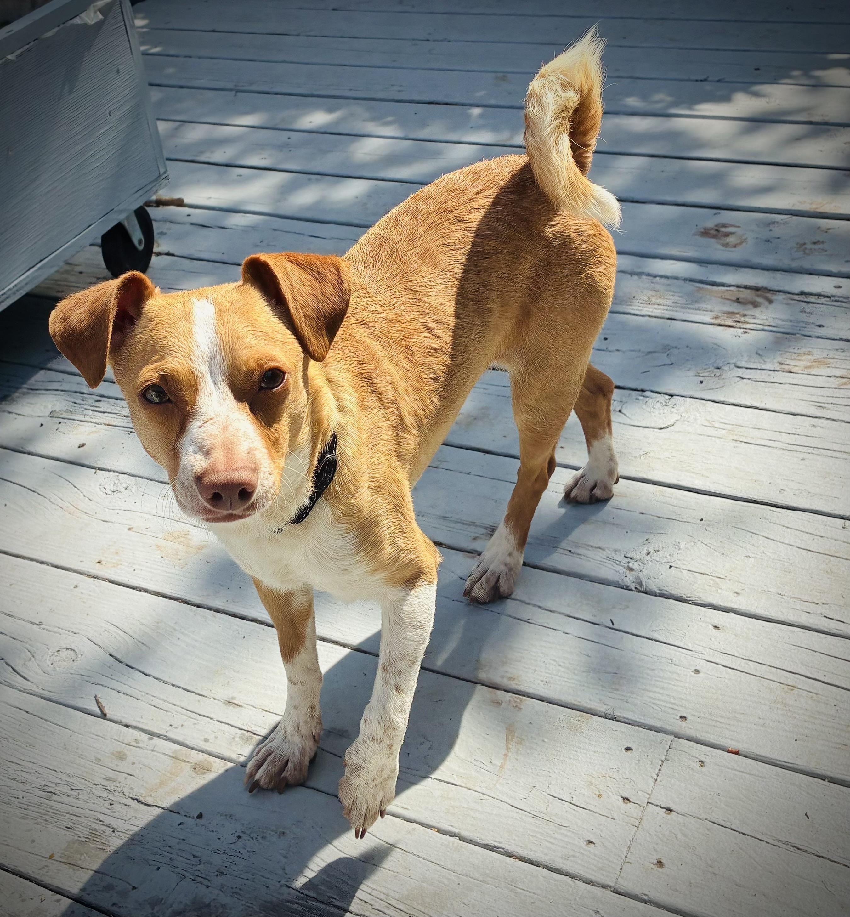 Enlarge Ricco- adoption fee waived, a Adopted Chihuahua in Pigeon, MI image 4/8