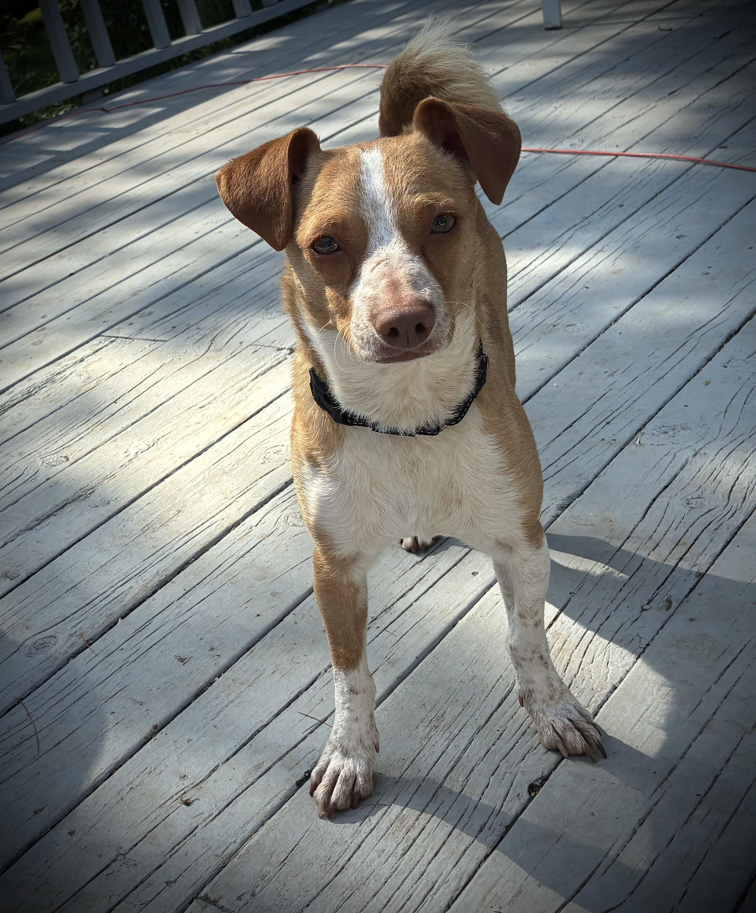 Enlarge Ricco- adoption fee waived, a Adopted Chihuahua in Pigeon, MI image 5/8