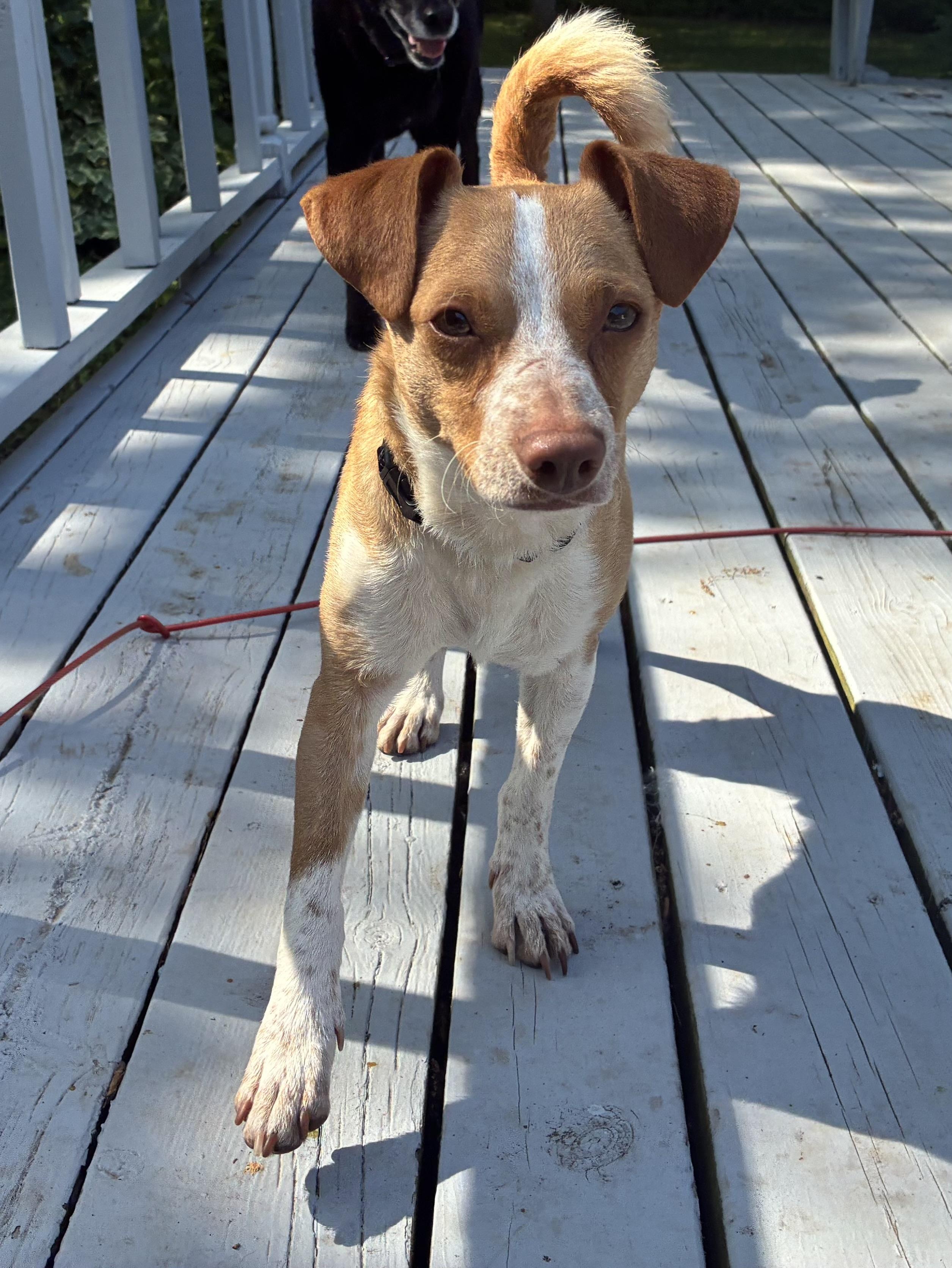 Enlarge Ricco- adoption fee waived, a Adopted Chihuahua in Pigeon, MI image 7/8