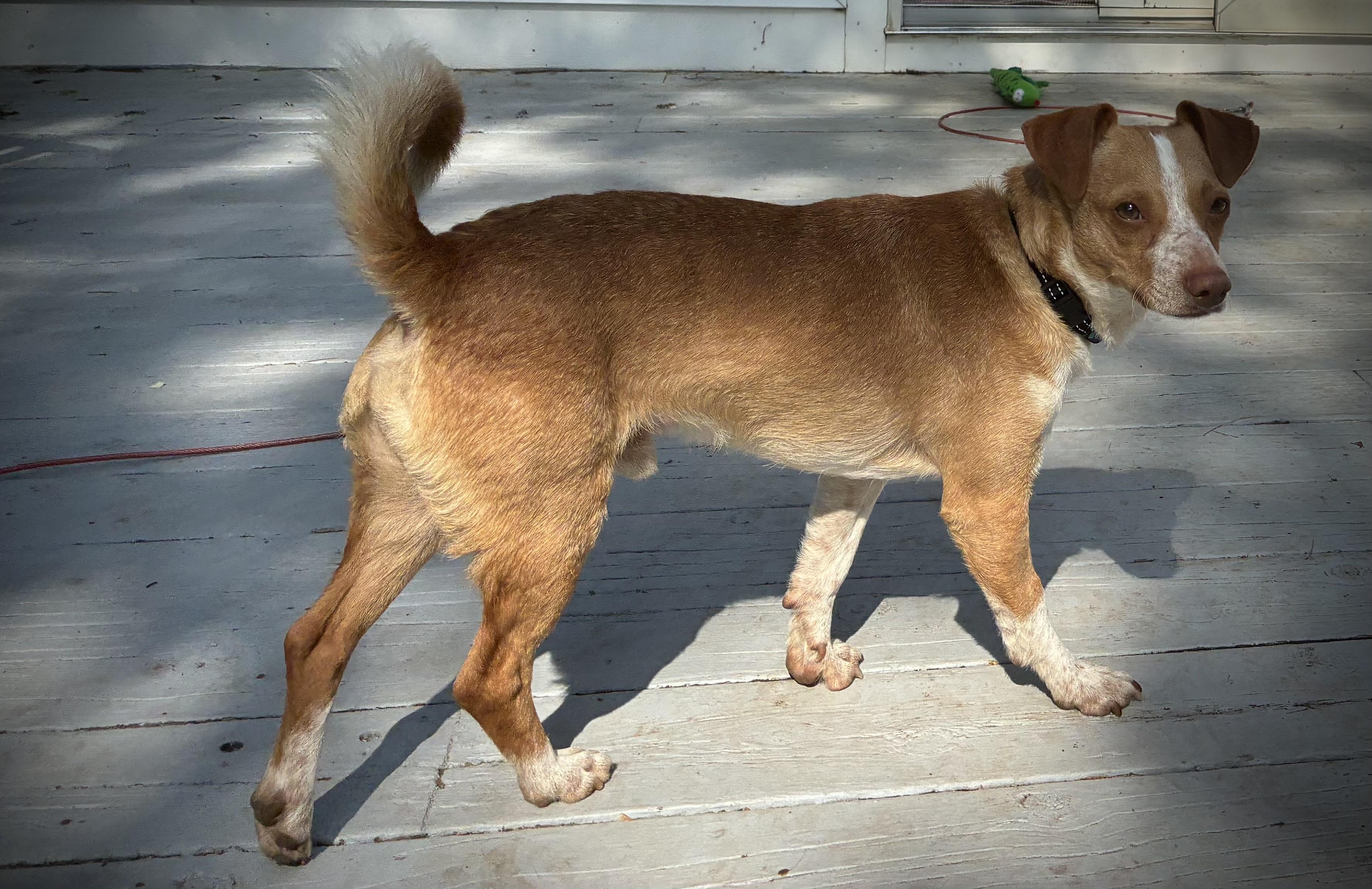 Enlarge Ricco- adoption fee waived, a Adopted Chihuahua in Pigeon, MI image 8/8