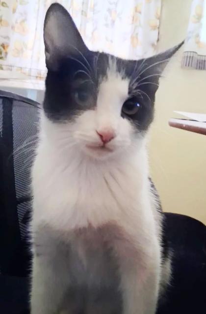 Daisy, Adoptable, Young Female Domestic Short Hair & Domestic Short Hair.