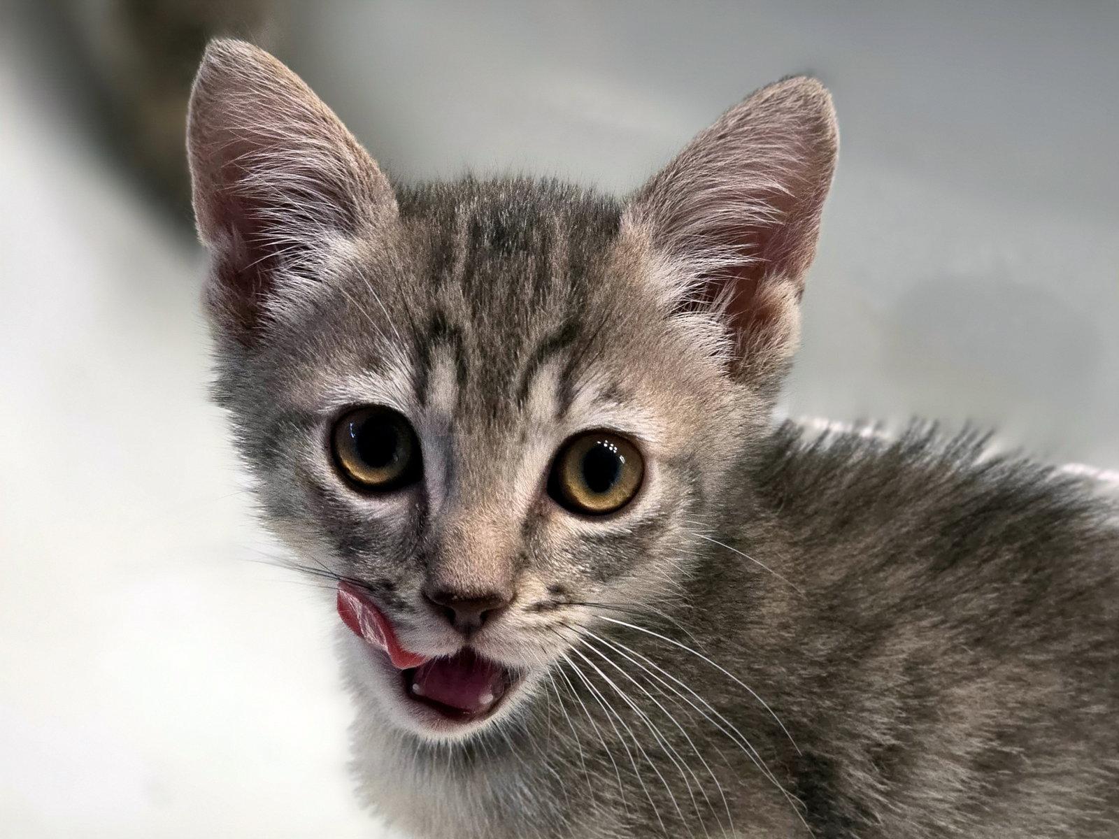 Enlarge Cool Ranch, a Adoptable Domestic Short Hair in Mission Viejo, CA image 1/3