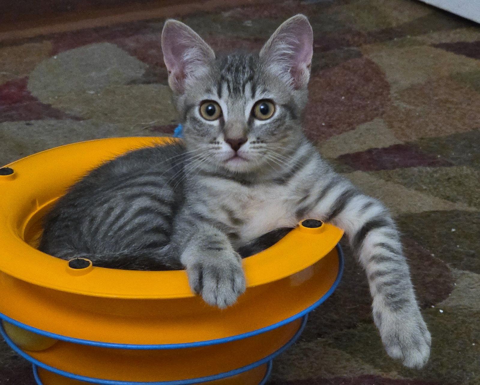 Enlarge Cool Ranch, a Adoptable Domestic Short Hair in Mission Viejo, CA image 2/3