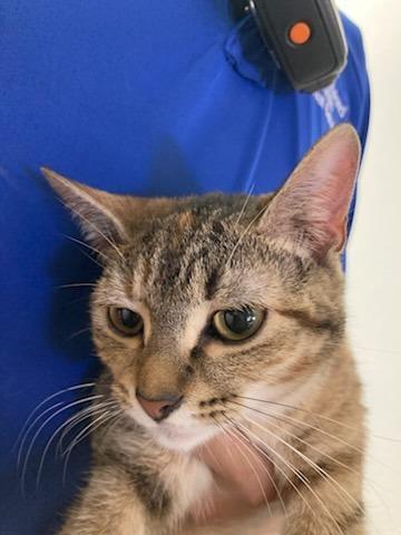 Enlarge Bethany, a Adoptable mixed breed in Richland Hills, TX image 1/1