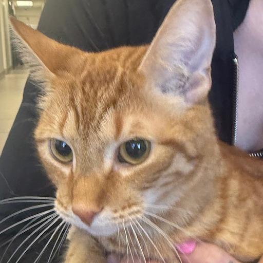 Enlarge Rowdy, a Adoptable Domestic Short Hair in Las Vegas, NV image 1/1