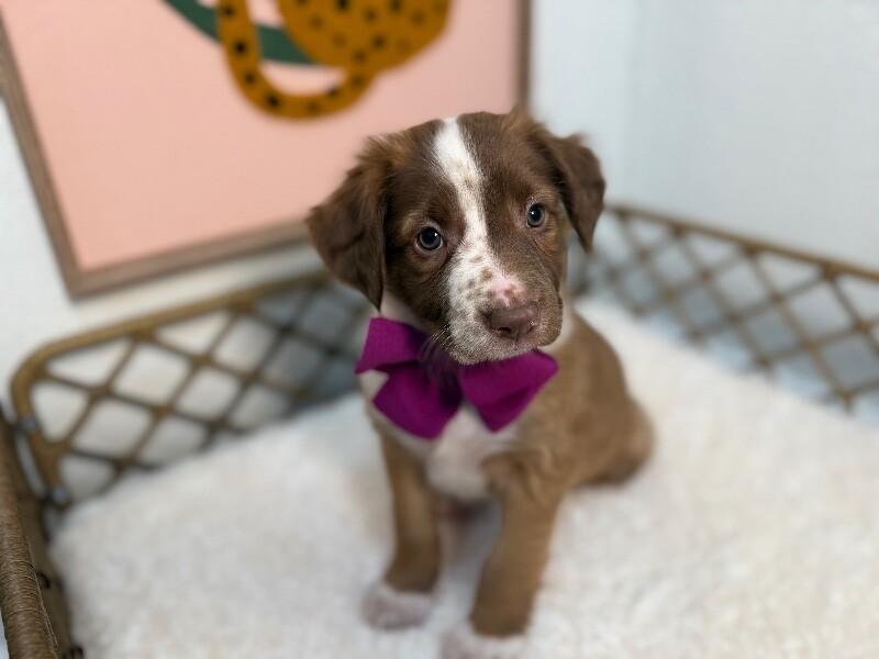 Dunkin' Sweets — thumbnail 3