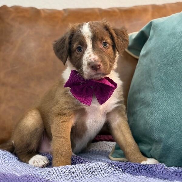 Dunkin' Sweets — thumbnail 4