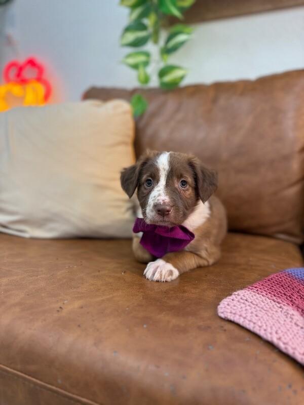 Dunkin' Sweets — thumbnail 5