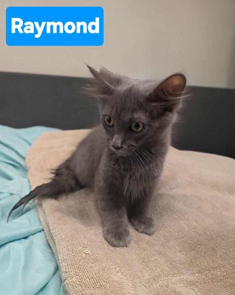 Raymond, Adoptable, Kitten Male Domestic Medium Hair.