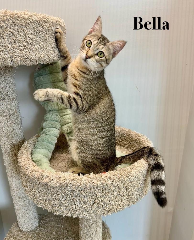 Enlarge Bella, a Adoptable Domestic Short Hair in Wellington, FL image 1/5
